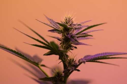 cbd produkter