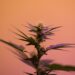 cbd produkter