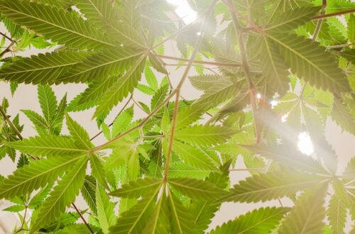 CBD olie 5 %