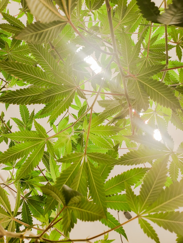 CBD olie 5 %